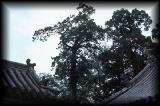Confucius temple, roofs with antenna.jpg 5.5K