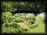 Kelly's garden 1.jpg 7.1K