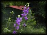 p6190579.jpg 4.3K
