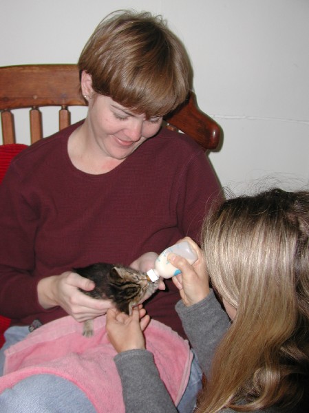 kittens200110001.jpg 56.3K