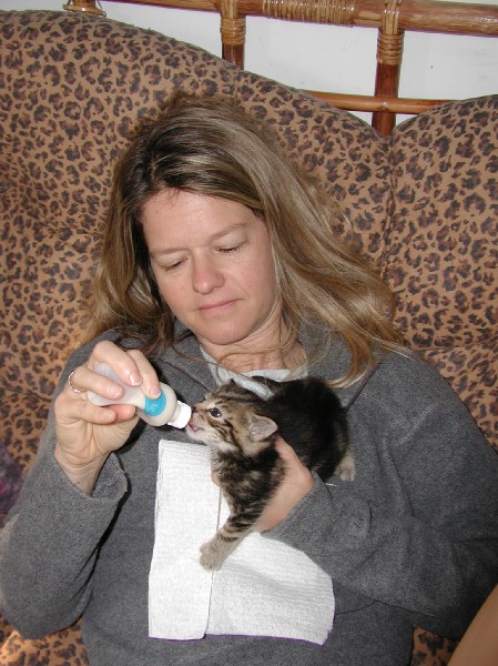 kittens200110005.jpg 89.6K
