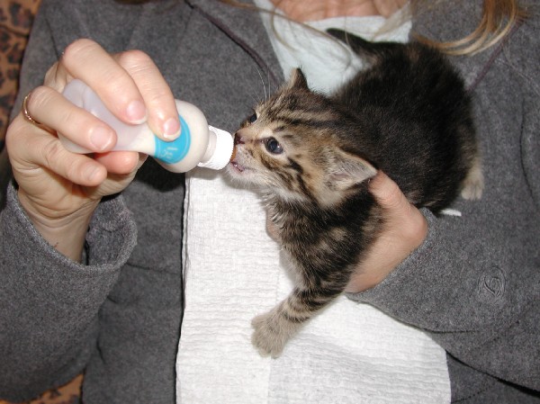 kittens200110006.jpg 72.4K