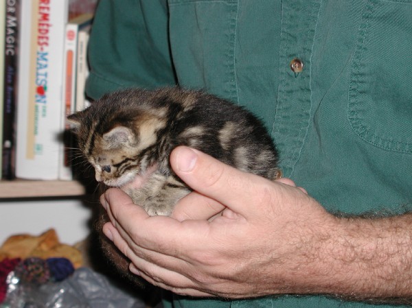kittens200110009.jpg 69.3K