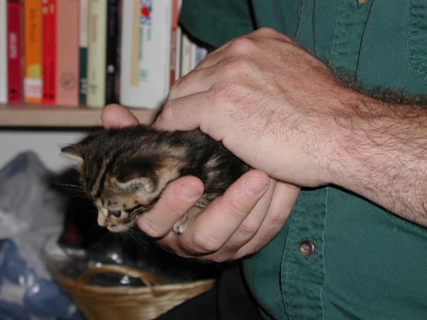 kittens200110010.jpg 63.6K