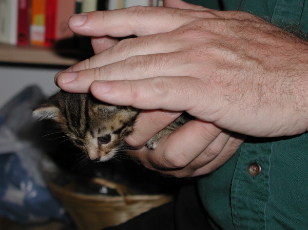 kittens200110011.jpg 55.6K