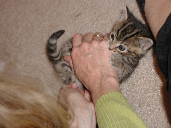 kittens200110012.jpg 61.9K