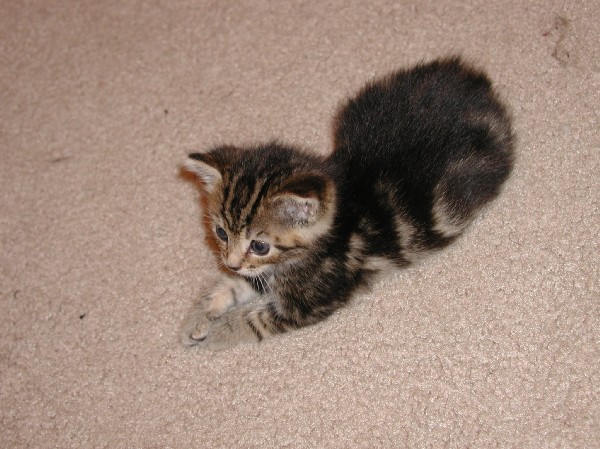 kittens200110013.jpg 79.6K