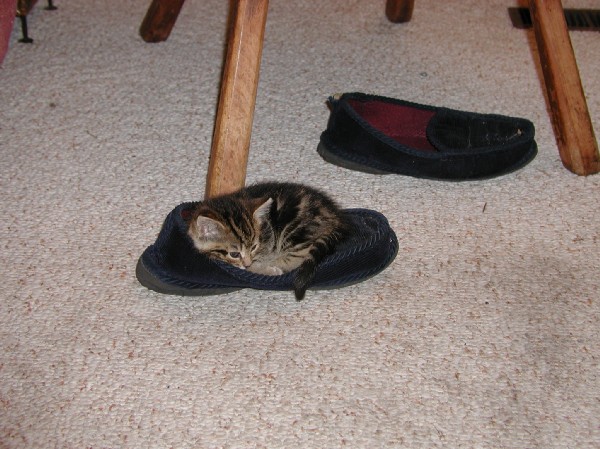 kittens200111003.jpg 85.3K