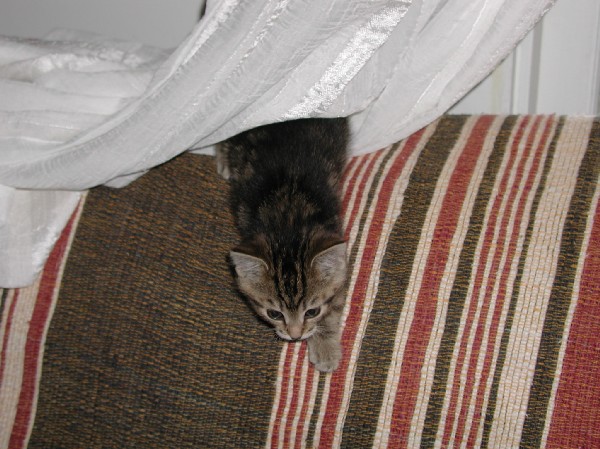 kittens200111004.jpg 81.7K