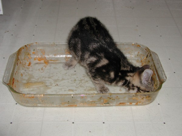 kittens200112001.jpg 52.6K