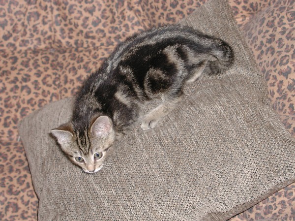 kittens200112002.jpg 105.5K