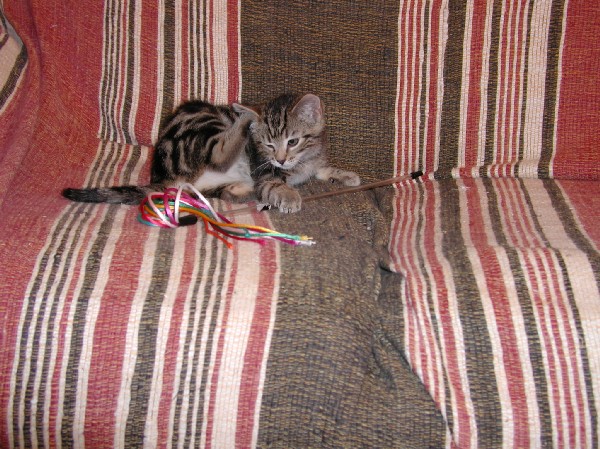 kittens200112007.jpg 106.8K