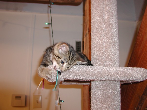 kittens200112009.jpg 61.7K
