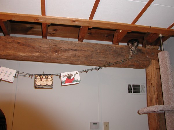 kittens200112010.jpg 53.0K