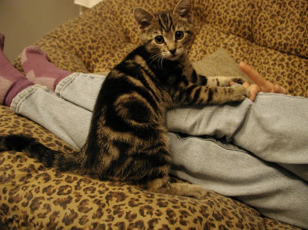 kittens200112011.jpg 89.8K