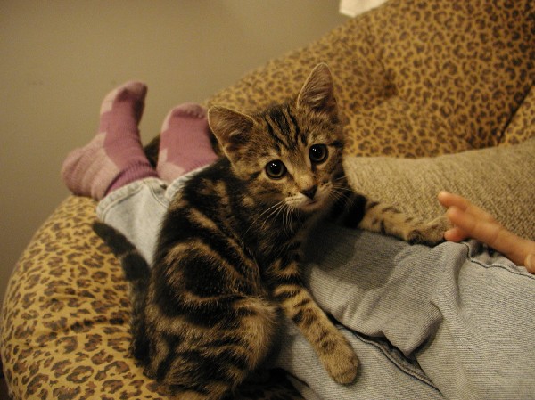 kittens200112012.jpg 75.7K