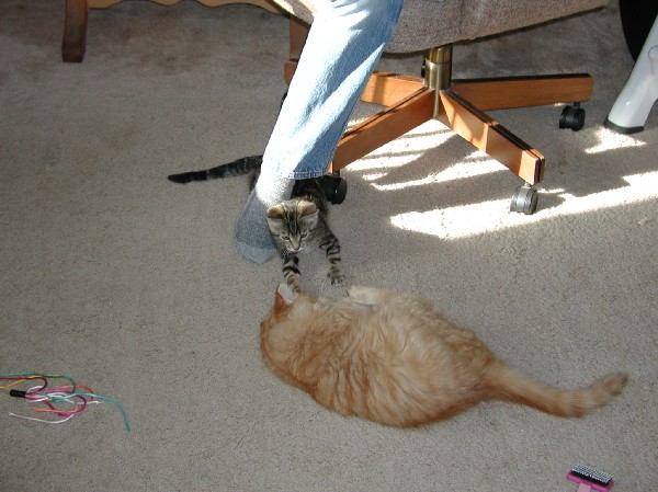 kittens200112013.jpg 74.5K