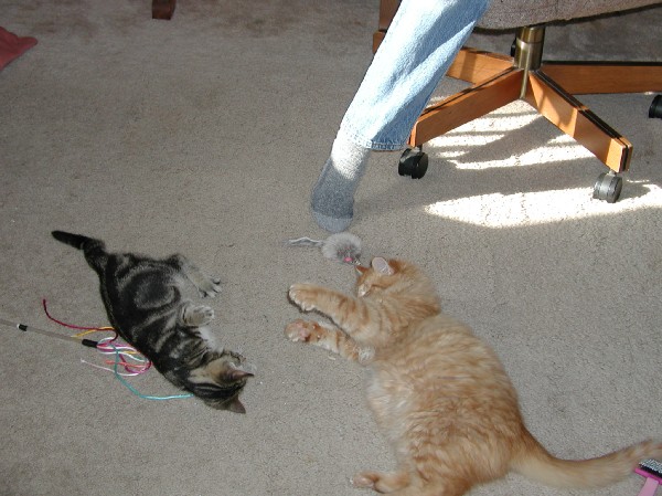 kittens200112014.jpg 76.2K