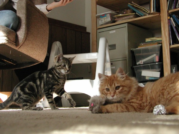 kittens200112016.jpg 67.2K