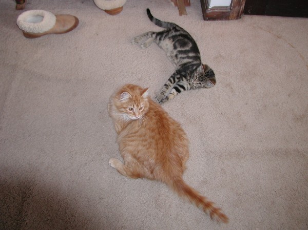 kittens200201001.jpg 63.8K