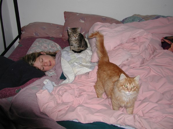 kittens200201002.jpg 56.0K