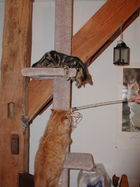 kittens200201003.jpg 60.4K