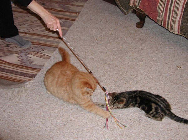 kittens200201004.jpg 84.7K