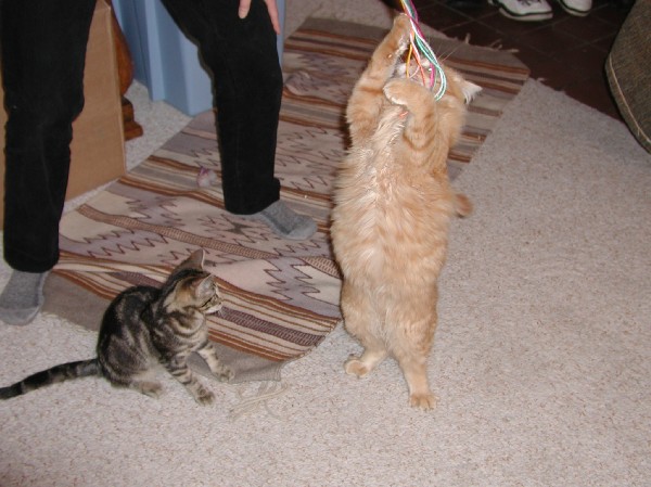 kittens200201005.jpg 68.2K