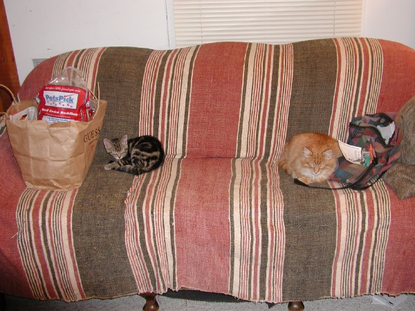 kittens200201008.jpg 94.0K