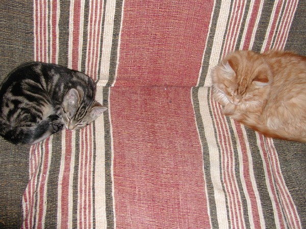 kittens200201010.jpg 120.2K