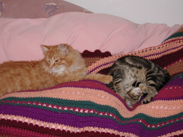 kittens200201016.jpg 72.1K
