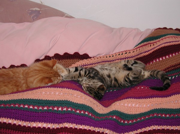 kittens200201019.jpg 74.0K