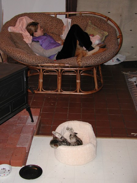 kittens200201023.jpg 65.3K