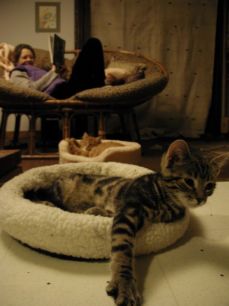 kittens200201024.jpg 57.3K