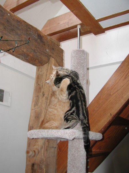 kittens200201025.jpg 58.8K