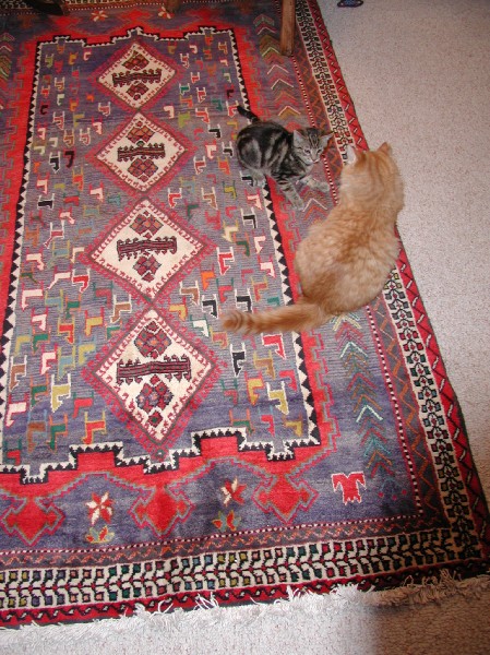 kittens200201026.jpg 119.9K