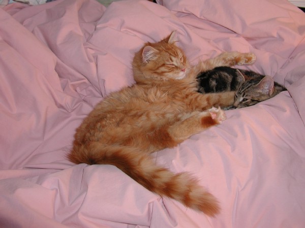 kittens200201027.jpg 47.5K