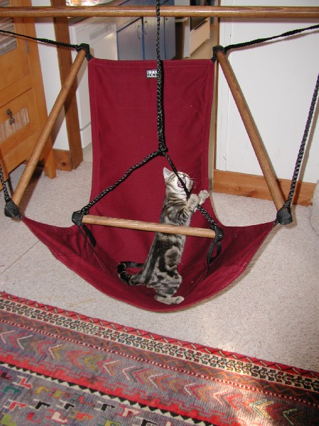 kittens200201029.jpg 82.4K