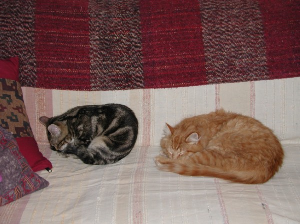 kittens200201030.jpg 81.6K