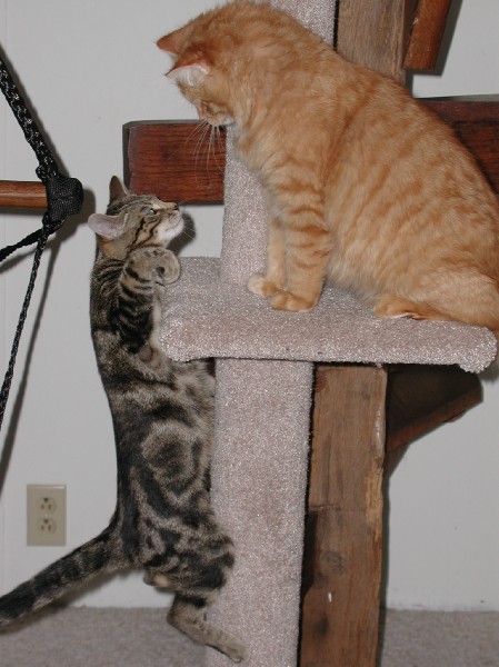kittens200201032.jpg 66.7K