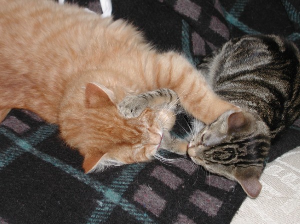 kittens200202001.jpg 84.4K