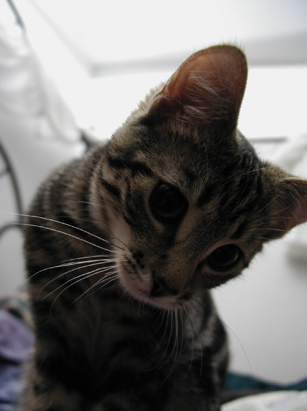 kittens200202002.jpg 43.2K