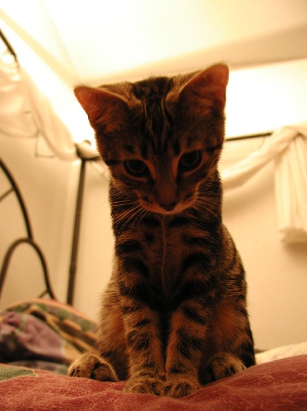 kittens200202003.jpg 50.6K