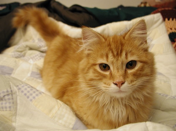 kittens200202004.jpg 54.6K