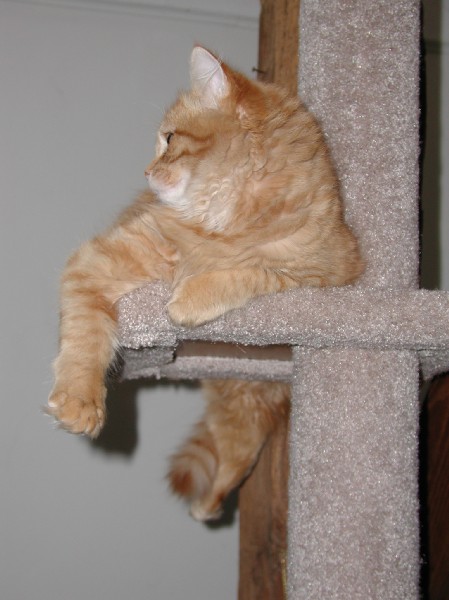 kittens200202005.jpg 54.2K