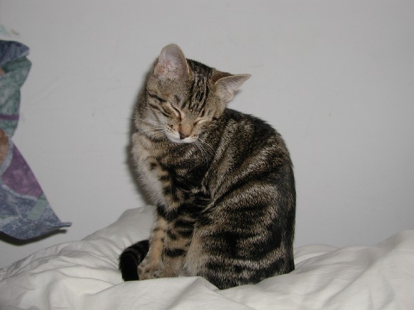 kittens200202007.jpg 45.4K