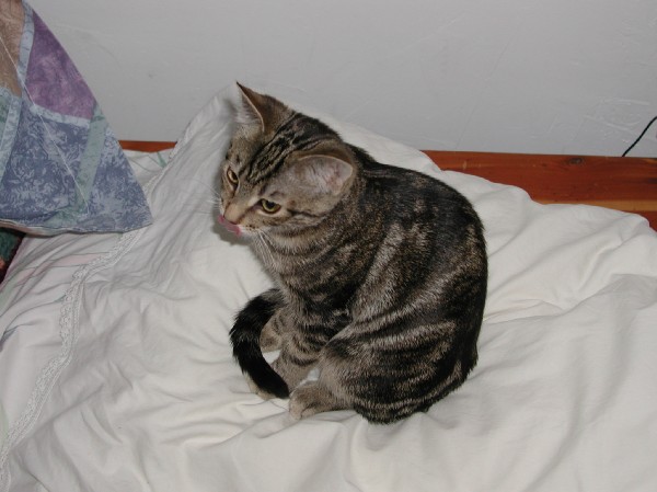 kittens200202008.jpg 52.0K