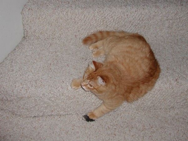 kittens200202009.jpg 79.0K