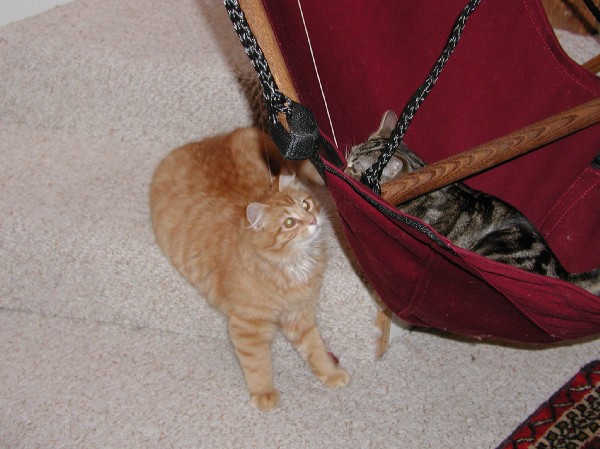 kittens200202011.jpg 68.4K