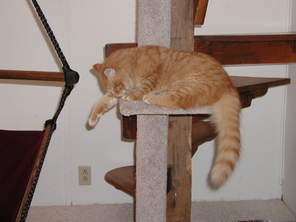 kittens200202013.jpg 52.4K